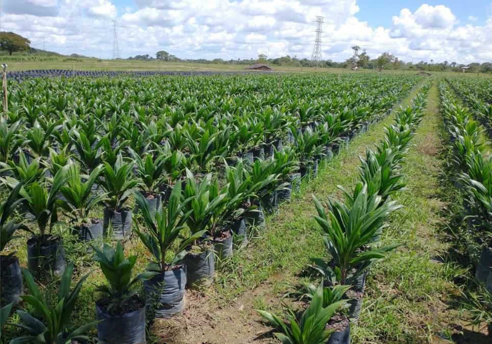 Vivero