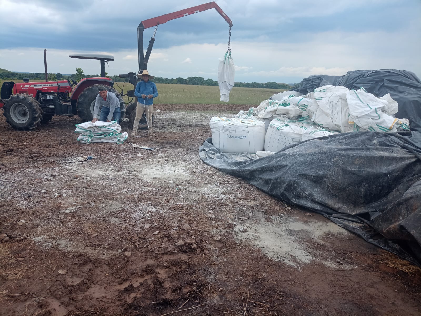 Siembra de palma africana.