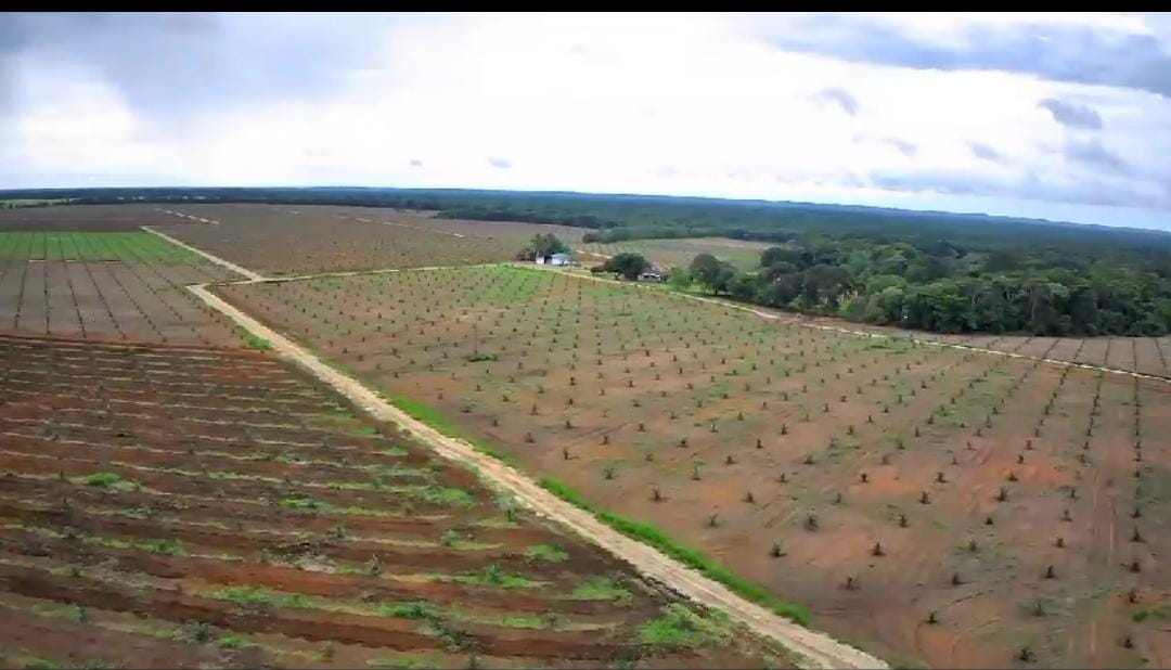 Siembra plano general