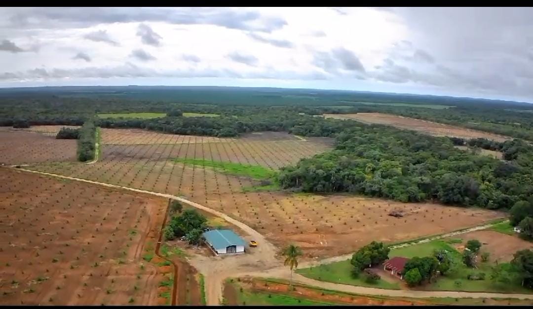 siembre de palma africana