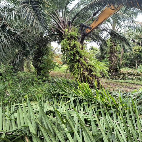 Erradicación con retro