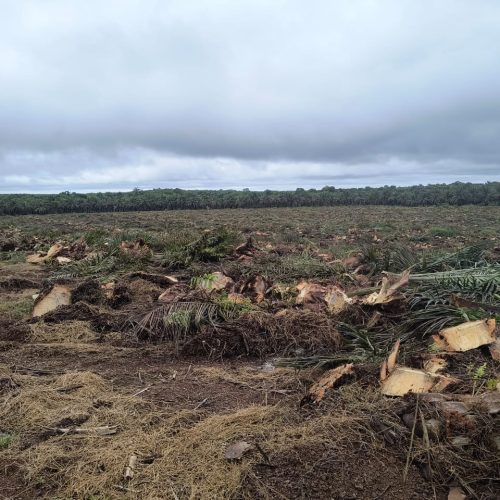 Erradicación de palma