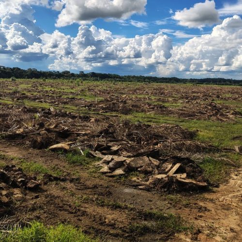 Erradicación de palma2