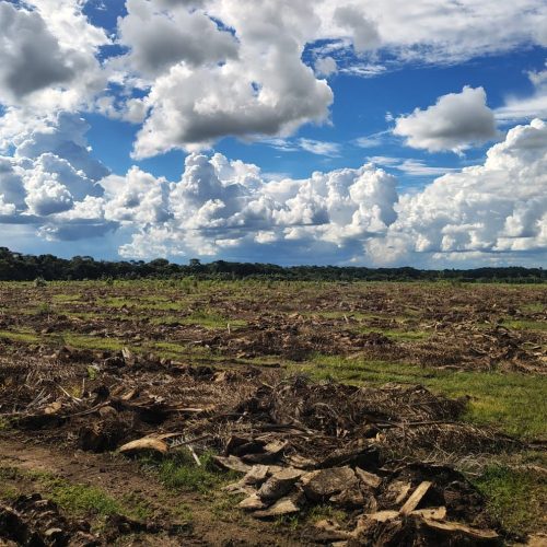 Erradicación de palma3